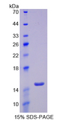 SLC2A14 Protein - Recombinant  Glucose Transporter 14 By SDS-PAGE
