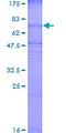 SLC2A3 / GLUT3 Protein - 12.5% SDS-PAGE of human SLC2A3 stained with Coomassie Blue