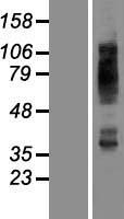 SLC2A4 / GLUT-4 Protein - Western validation with an anti-DDK antibody * L: Control HEK293 lysate R: Over-expression lysate