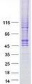 SLC2A4 / GLUT-4 Protein - Purified recombinant protein SLC2A4 was analyzed by SDS-PAGE gel and Coomassie Blue Staining