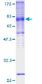 SLC2A5 / GLUT5 Protein - 12.5% SDS-PAGE of human SLC2A5 stained with Coomassie Blue