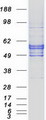 SLC2A5 / GLUT5 Protein - Purified recombinant protein SLC2A5 was analyzed by SDS-PAGE gel and Coomassie Blue Staining