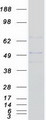 SLC2A6 / GLUT6 Protein - Purified recombinant protein SLC2A6 was analyzed by SDS-PAGE gel and Coomassie Blue Staining
