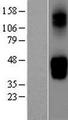 SLC2A9 / GLUT9 Protein - Western validation with an anti-DDK antibody * L: Control HEK293 lysate R: Over-expression lysate