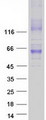SLC30A1 / ZNT1 Protein - Purified recombinant protein SLC30A1 was analyzed by SDS-PAGE gel and Coomassie Blue Staining
