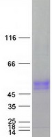 SLC30A10 Protein - Purified recombinant protein SLC30A10 was analyzed by SDS-PAGE gel and Coomassie Blue Staining