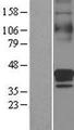 SLC30A3 / ZNT3 Protein - Western validation with an anti-DDK antibody * L: Control HEK293 lysate R: Over-expression lysate