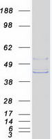 SLC30A3 / ZNT3 Protein - Purified recombinant protein SLC30A3 was analyzed by SDS-PAGE gel and Coomassie Blue Staining
