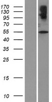 SLC32A1 / VGAT Protein - Western validation with an anti-DDK antibody * L: Control HEK293 lysate R: Over-expression lysate