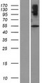 SLC32A1 / VGAT Protein - Western validation with an anti-DDK antibody * L: Control HEK293 lysate R: Over-expression lysate