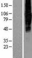SLC34A2 / NaPi-2b Protein - Western validation with an anti-DDK antibody * L: Control HEK293 lysate R: Over-expression lysate
