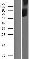 SLC34A3 / NaPi-2c Protein - Western validation with an anti-DDK antibody * L: Control HEK293 lysate R: Over-expression lysate