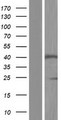SLC35A2 / UGT Protein - Western validation with an anti-DDK antibody * L: Control HEK293 lysate R: Over-expression lysate