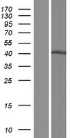 SLC35A2 / UGT Protein - Western validation with an anti-DDK antibody * L: Control HEK293 lysate R: Over-expression lysate