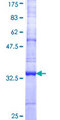 SLC35A2 / UGT Protein - 12.5% SDS-PAGE Stained with Coomassie Blue.