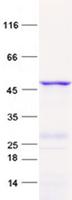 SLC35A2 / UGT Protein