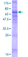 SLC35B2 Protein - 12.5% SDS-PAGE of human SLC35B2 stained with Coomassie Blue