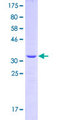 SLC35B2 Protein - 12.5% SDS-PAGE Stained with Coomassie Blue.