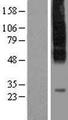 SLC35C1 Protein - Western validation with an anti-DDK antibody * L: Control HEK293 lysate R: Over-expression lysate