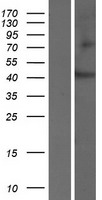 SLC35D3 / FRCL1 Protein - Western validation with an anti-DDK antibody * L: Control HEK293 lysate R: Over-expression lysate