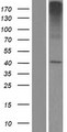 SLC35E2 Protein - Western validation with an anti-DDK antibody * L: Control HEK293 lysate R: Over-expression lysate