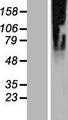 SLC35G2 Protein - Western validation with an anti-DDK antibody * L: Control HEK293 lysate R: Over-expression lysate