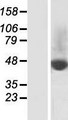 SLC37A2 Protein - Western validation with an anti-DDK antibody * L: Control HEK293 lysate R: Over-expression lysate