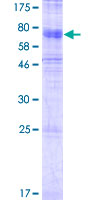 SLC37A3 Protein - 12.5% SDS-PAGE of human SLC37A3 stained with Coomassie Blue