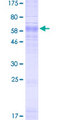 SLC37A4 / G6PT Protein - 12.5% SDS-PAGE of human SLC37A4 stained with Coomassie Blue