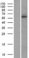 SLC38A2 / SNAT2 Protein - Western validation with an anti-DDK antibody * L: Control HEK293 lysate R: Over-expression lysate