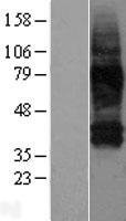 SLC38A3 / SNAT3 Protein - Western validation with an anti-DDK antibody * L: Control HEK293 lysate R: Over-expression lysate