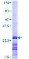 SLC38A4 / SNAT4 Protein - 12.5% SDS-PAGE Stained with Coomassie Blue.