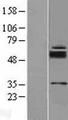 SLC39A11 / ZIP11 Protein - Western validation with an anti-DDK antibody * L: Control HEK293 lysate R: Over-expression lysate