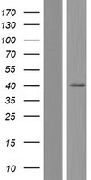 SLC39A13 / ZIP13 Protein - Western validation with an anti-DDK antibody * L: Control HEK293 lysate R: Over-expression lysate