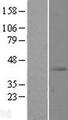 SLC39A13 / ZIP13 Protein - Western validation with an anti-DDK antibody * L: Control HEK293 lysate R: Over-expression lysate