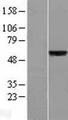 SLC39A5 / ZIP5 Protein - Western validation with an anti-DDK antibody * L: Control HEK293 lysate R: Over-expression lysate