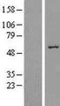 SLC39A7 / ZIP7 Protein - Western validation with an anti-DDK antibody * L: Control HEK293 lysate R: Over-expression lysate