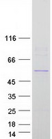 SLC39A7 / ZIP7 Protein - Purified recombinant protein SLC39A7 was analyzed by SDS-PAGE gel and Coomassie Blue Staining