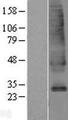 SLC39A9 Protein - Western validation with an anti-DDK antibody * L: Control HEK293 lysate R: Over-expression lysate