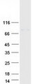 SLC3A1 / ATR1 Protein - Purified recombinant protein SLC3A1 was analyzed by SDS-PAGE gel and Coomassie Blue Staining