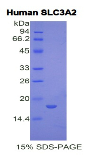 SLC3A2 / CD98 Heavy Chain Protein - Recombinant Solute Carrier Family 3, Member 2 By SDS-PAGE