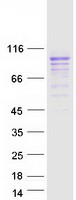 SLC3A2 / CD98 Heavy Chain Protein - Purified recombinant protein SLC3A2 was analyzed by SDS-PAGE gel and Coomassie Blue Staining