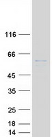 SLC41A3 Protein - Purified recombinant protein SLC41A3 was analyzed by SDS-PAGE gel and Coomassie Blue Staining