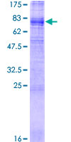 SLC43A1 Protein - 12.5% SDS-PAGE of human SLC43A1 stained with Coomassie Blue