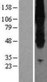 SLC43A2 Protein - Western validation with an anti-DDK antibody * L: Control HEK293 lysate R: Over-expression lysate