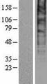 SLC48A1 / HRG1 Protein - Western validation with an anti-DDK antibody * L: Control HEK293 lysate R: Over-expression lysate