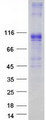SLC4A1 / Band 3 / AE1 Protein - Purified recombinant protein SLC4A1 was analyzed by SDS-PAGE gel and Coomassie Blue Staining