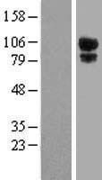 SLC4A1AP / Kanadaptin Protein - Western validation with an anti-DDK antibody * L: Control HEK293 lysate R: Over-expression lysate