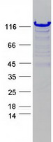 SLC4A1AP / Kanadaptin Protein - Purified recombinant protein SLC4A1AP was analyzed by SDS-PAGE gel and Coomassie Blue Staining