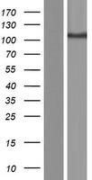 SLC4A9 / AE4 Protein - Western validation with an anti-DDK antibody * L: Control HEK293 lysate R: Over-expression lysate